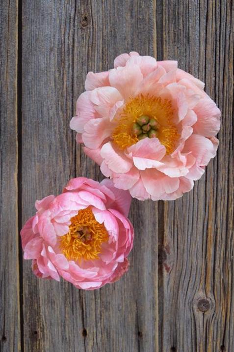 Coral Charm   Peonies